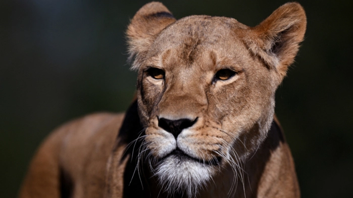 Die Löwinnen im Zoo in Tokio starben