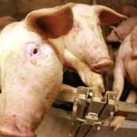 Schweinemastbetrieb im Bezirk Amstetten wurde behördlich geschlossen