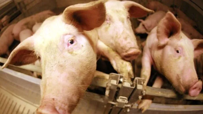 Schweinemastbetrieb im Bezirk Amstetten wurde behördlich geschlossen