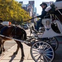 Seit 150 Jahren rollen Kutschen durch den Central Park