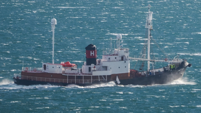 The ship Hvalur 9 is seen transporting a 20-metre long fin whale off its hull to the processing plant in Hvalfjordur, near Reykjavik on June 24, 2022, the first to be caught in nearly 4 years. Iceland's only remaining whaler brought in its first fin whale of the season on June 24, 2022 in what may be one of the last whaling campaigns in the country's history. (Photo by Halldor KOLBEINS / AFP) / ALTERNATIVE CROP