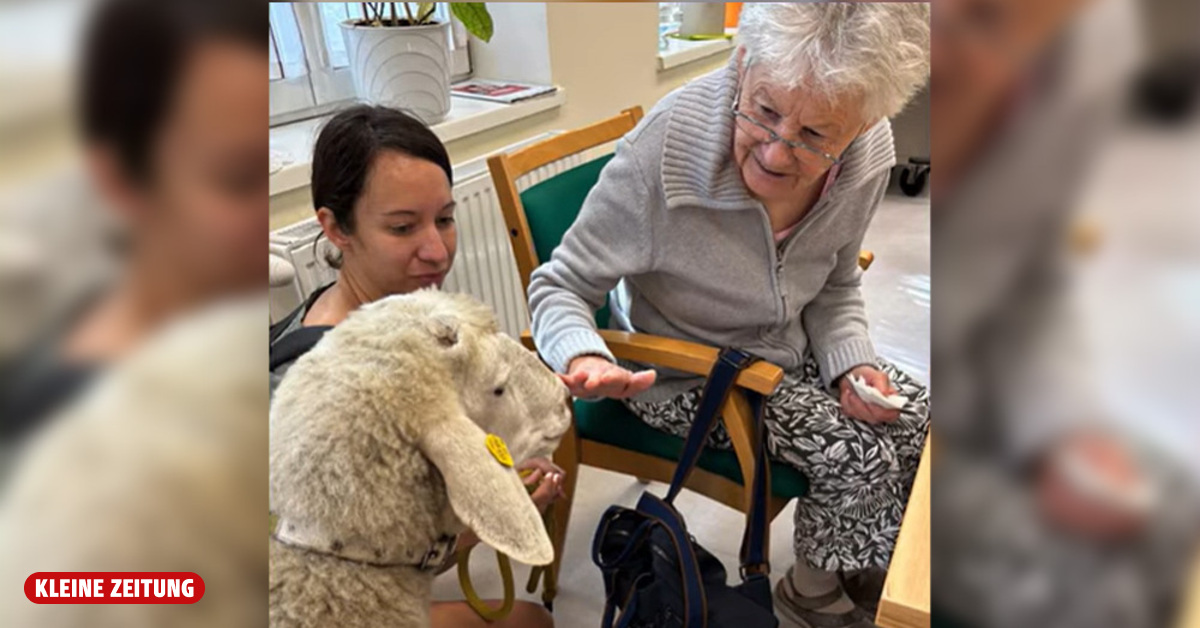 Sheep “Gretl” wins the hearts of Bruck's senior citizens