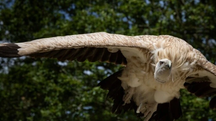 Tier wollte einfach nicht wegfliegen (Symbolfoto)