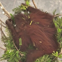 Affenweibchen Novita konnte sich vor Waldbränden retten