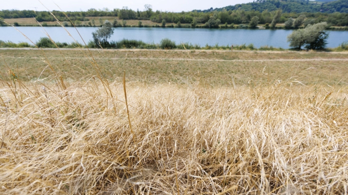 Blick auf eine ausgetrocknete Wiese und die Neue Donau