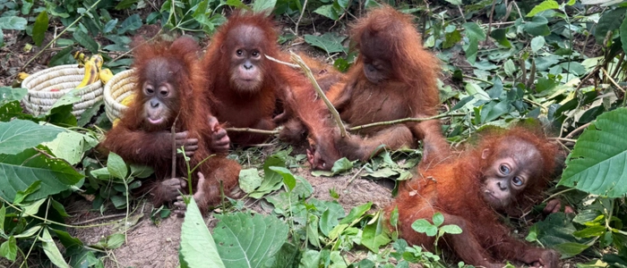Fünf junge Orang-Utans ohne Muttertier in Indien gefunden