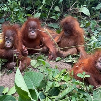Fünf junge Orang-Utans ohne Muttertier in Indien gefunden