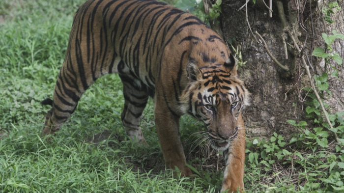 Tigerin tappte in die Falle (Symbolbild)