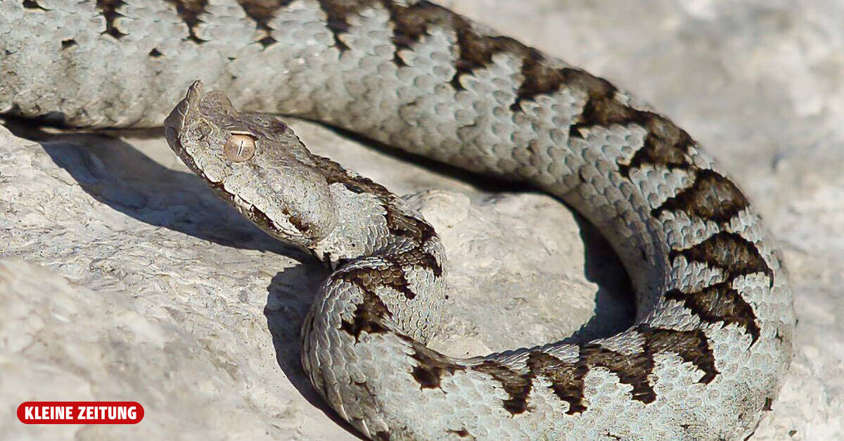 Child on holiday (4) bitten by venomous snake in Croatia