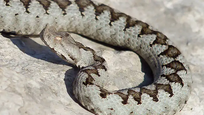 Die Europäische Hornotter/Hornviper 