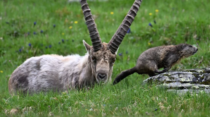 Steinbock und Murmeltier können mittlerweile kaum ausweichen