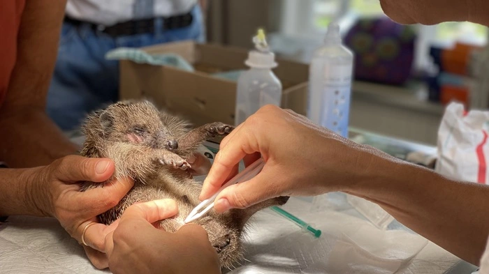 Ein Igel liegt auf dem Rücken und wird von der Tierärztin untersucht