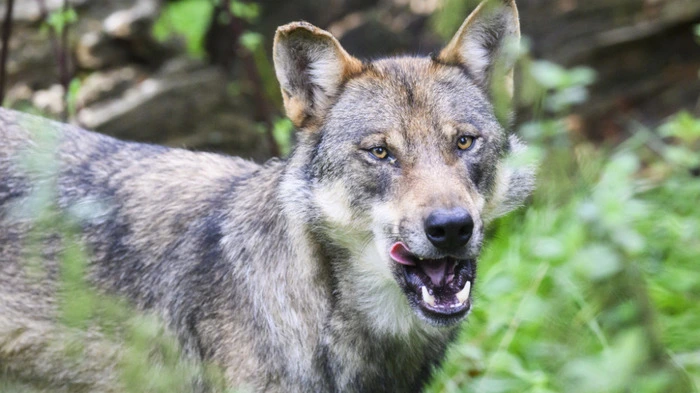 In Tirol wurde erneut ein Wolf erlegt