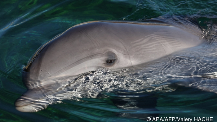 Jüngstes Todesopfer ist der Delfin Echo (Symbolbild)