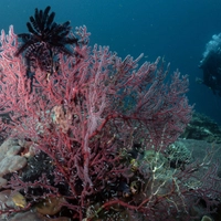 Laut Prognose der Weltnaturschutzunion IUCN