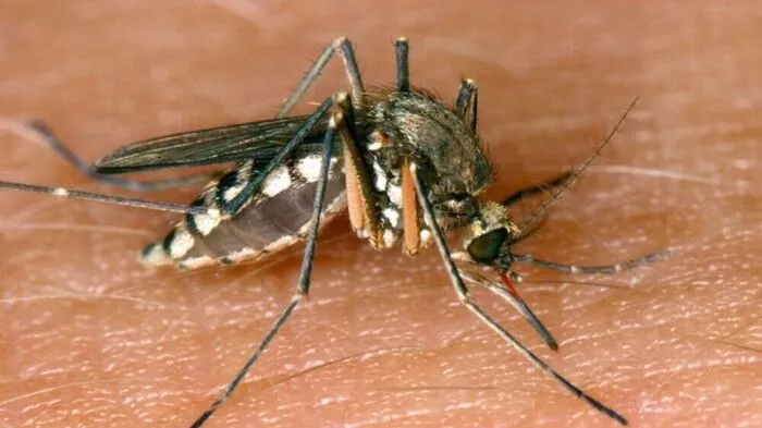 West-Nil-Virus wird durch Strchmücken übertragen