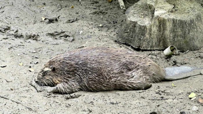 ++ THEMENBILD ++ Illustration zu den Themen "Trockenheit / Klima / Wetter / Hitze / Wasserknappheit / Wasser / Umwelt". Im Bild: Ein verendeter Biber, aufgenommen am Sonntag, 7. Juni 2026 in der ausgetrockneten Mattig in Unterlochen, Schalchen.