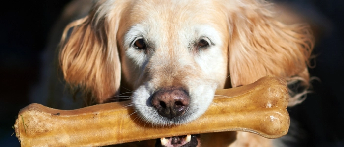 Golden Retriever mit großem Hundeknochen im Maul.