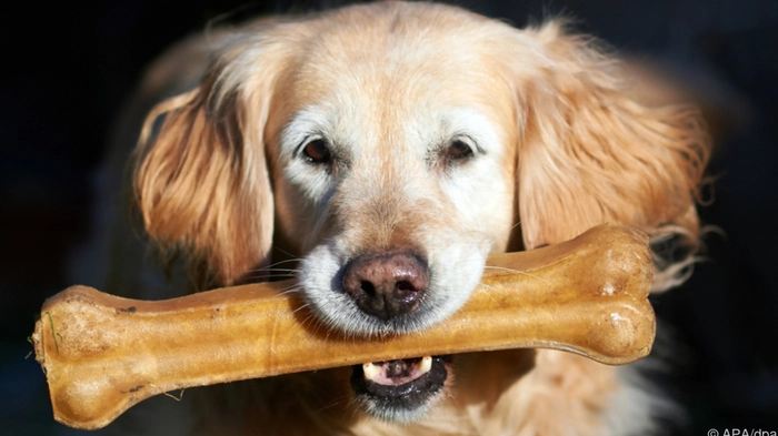 Golden Retriever mit großem Hundeknochen im Maul.