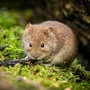 Das Hantavirus wird von der Rötelmaus übertragen: Vorsicht bei aufgewirbeltem Staub in Gartenhütten 