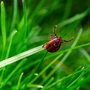 Borreliose: Steirische Zecken besonders häufig als Überträger 