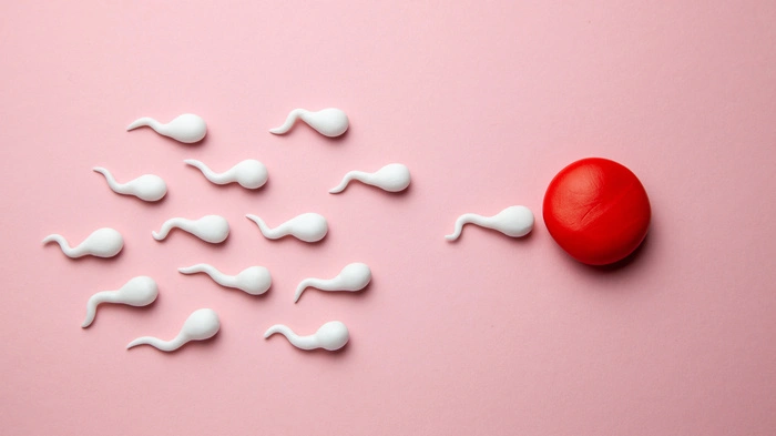 „Spermageddon“: Warum sinkt die Fruchtbarkeit von Männern? 