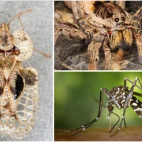 Tigermücke, Riesenzecke: Diese exotischen Tiere breiten sich in der Steiermark aus