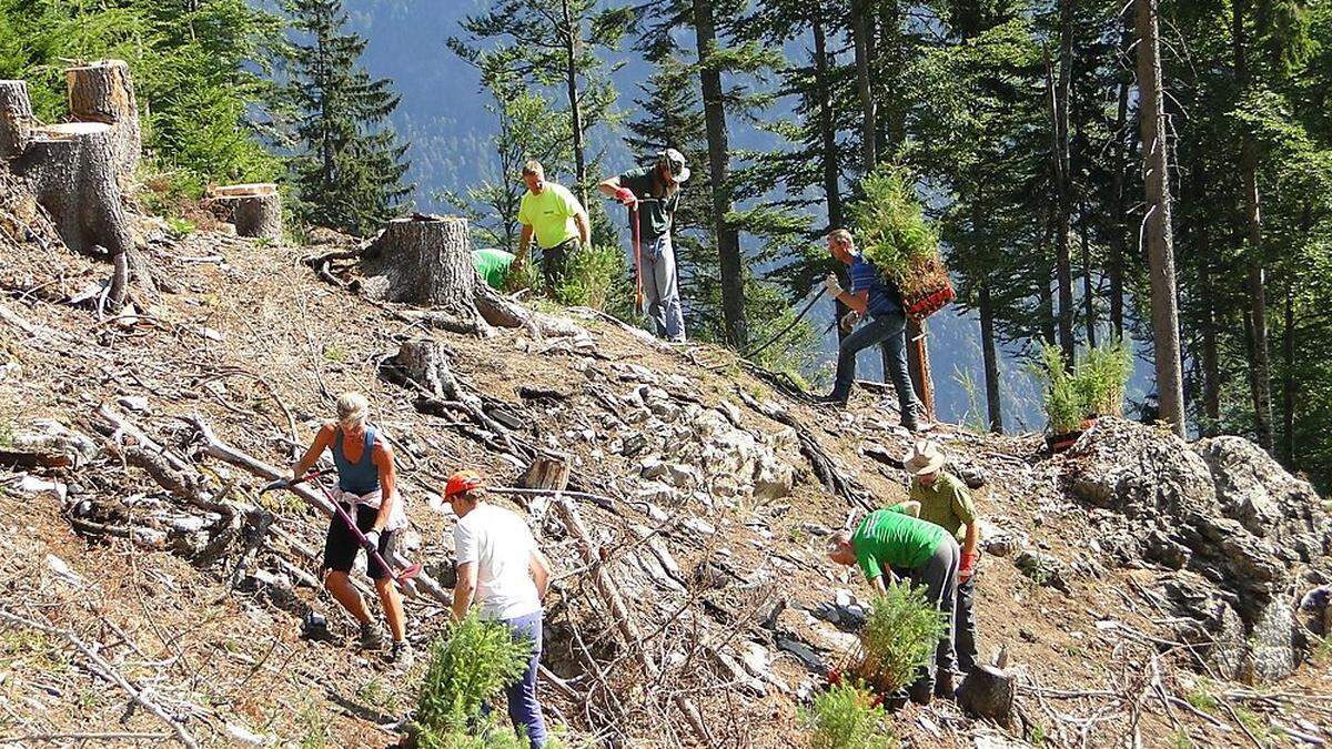 Für die Aufforstung von Schutzwald fließen heuer 5,6 Millionen Euro nach Osttirol 