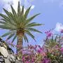 Bougainvillea, Kanarenpalme in El Guro in der Gemeinde Valle Gran Rey, La Gomera, Spanien *** Bougainvillea, Canary Island palm in El Guro in the municipality of Valle Gran Rey, La Gomera, Spain