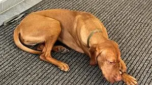 Ein Hund liegt auf einem Teppich | Dieser Hund wurde in das Fundamt Spittal gebracht und konnte seinem Besitzer wenige Stunden später wieder übergeben werden