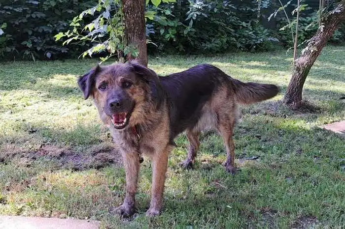 Die liebe Bella sucht ein Zuhause. Die Schäferhündin ist 5 Jahre alt und sehr freundlich. Sie sucht jemanden, der für sie Zeit hat. Kon­takt: Garten Eden, 9020 Kla­gen­furt, Au­en­weg 102, Te­le­fon: (0660) 27 88 212; face­book/tier­hei­me­den