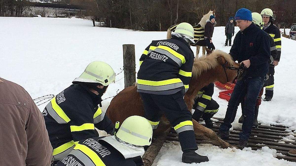 Das Pferd konnte aus seiner misslichen Lage befreit werden