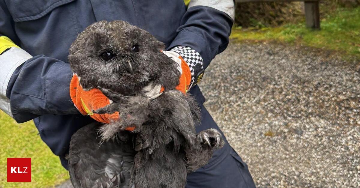 Mariazell-Tierische-berraschung-im-Kamin-Florianis-retteten-zwei-K-uze