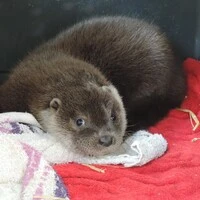 In der Eulen- und Greifvogelstation (EGS) Haringsee in Niedersterreich wird ein verletztes Otterbaby gepflegt. "Ottilie" gehe es mittlerweile besser