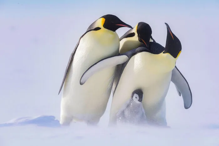 Erwachsene Kaiserpinguine, die ihre Küken verloren haben, entführen auch andere Küken, um ihren großen Wunsch des Eltern seins zu befriedigen.