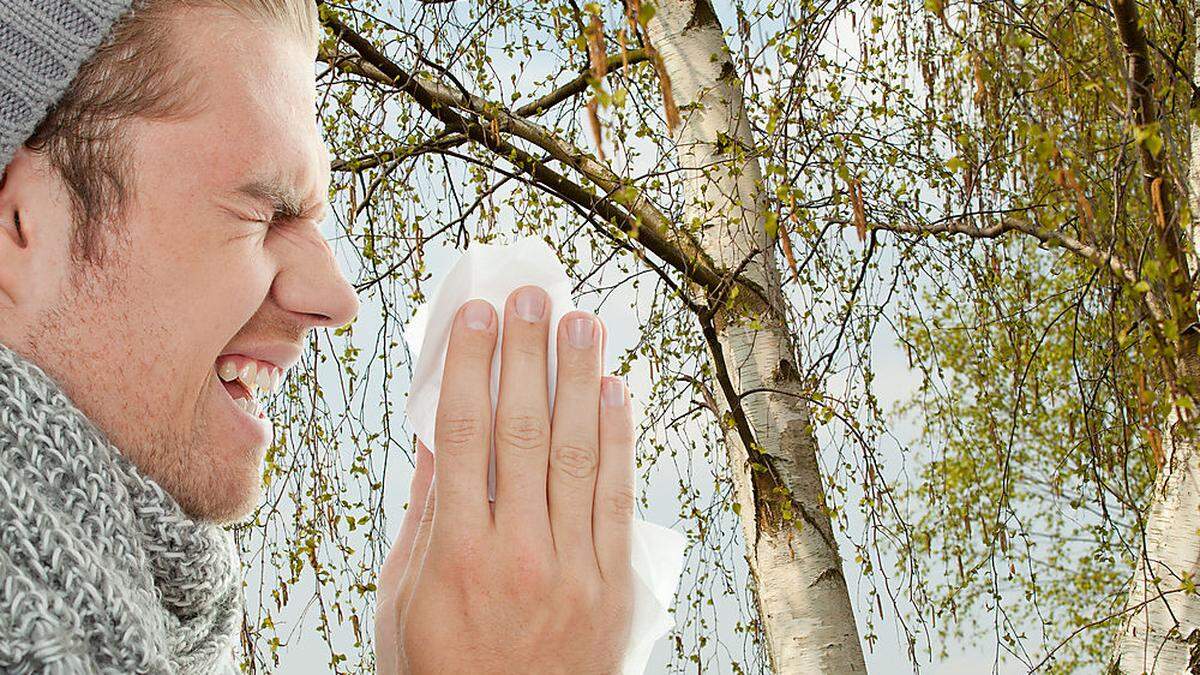 Hatschi! Birkenpollen sind im Anflug