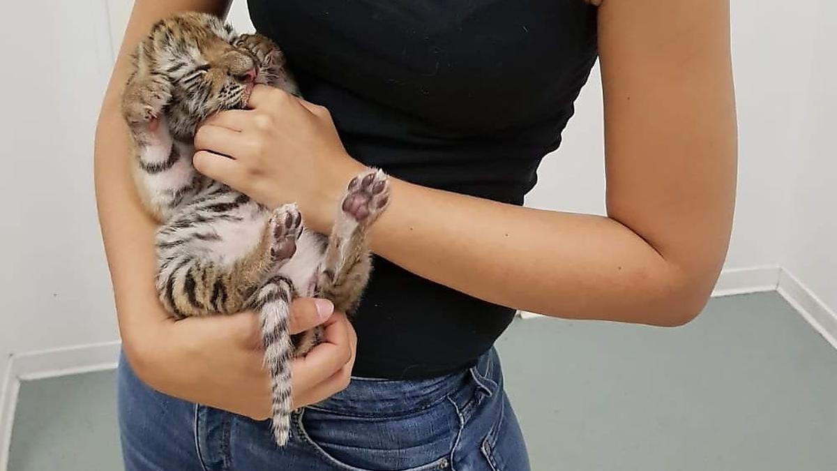 Eines der Tigerbabys nach der Abnahme