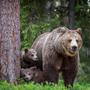 Braunbären in den Karpaten werden zur Gefahr 