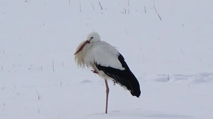 Storch im Schnee.