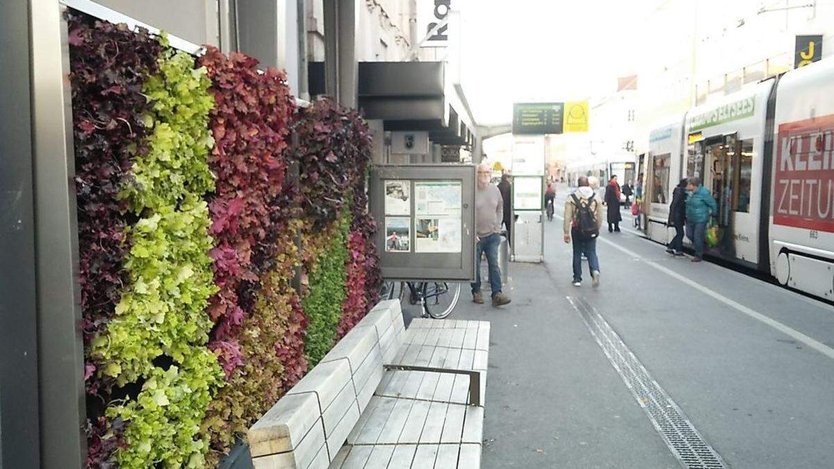 Eine grüne Wand im Rücken: Das haben nun all jene, die am Esparantoplatz auf die Straßenbahn warten