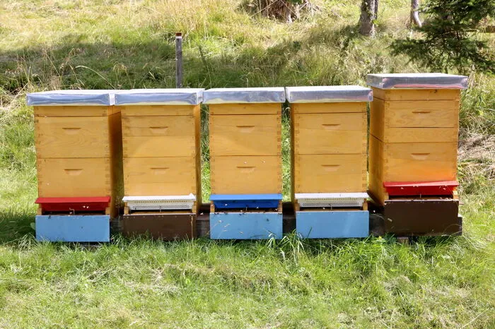 Übrigens: Laut dem Obmann zählen nach den Rindern und Schweinen die Bienen zu den drei wichtigsten Tieren für die Menschheit. 