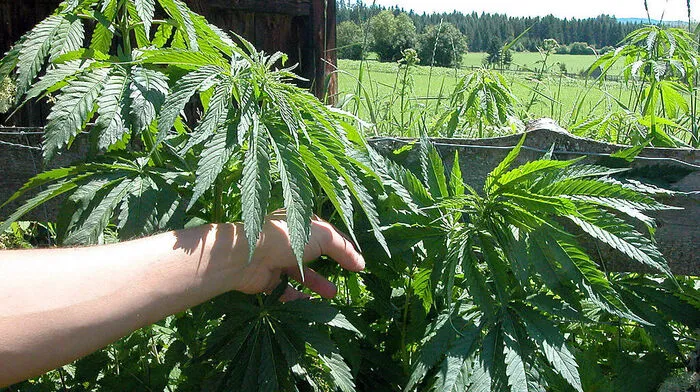 Immer mehr „Hobbygärtner“ in Osttirol bauen Cannabis illegal selber in ihrem Garten oder in den eigenen vier Wänden, wie Keller, Kleiderschrank oder Wohnzimmer an.