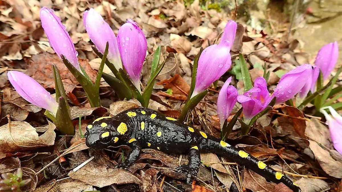 Die Frühlingslichtblume mit einem Feuersalamander als "Fotomodell"