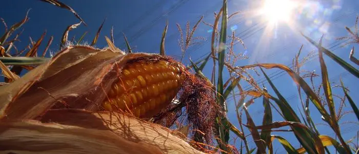 Die Trockenheit setzte heuer unter anderem dem Mais zu. Der Klimawandel ist aber nur ein Thema der Kärntner Kandidaten bei der Landwirtschaftskammerwahl 2026