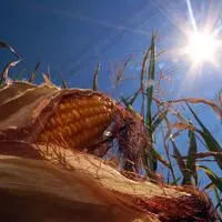Die Trockenheit setzte heuer unter anderem dem Mais zu. Der Klimawandel ist aber nur ein Thema der Kärntner Kandidaten bei der Landwirtschaftskammerwahl 2026