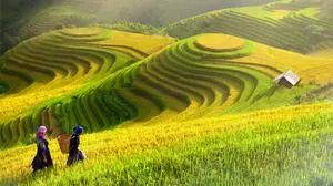 Rice fields on terraced of Mu Cang Chai, YenBai, Rice fields prepare the harvest at Northwest Vietnam.Vietnam landscapes.