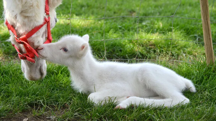 In Niederhausen in Rheinland-Pfalz wurde ein weißes Rentier geboren. Mutter Mari behütet den kleinen Mika gut.