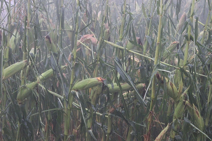 Kurz vor der Ernte: Schwere Schäden in den Maisfeldern.
