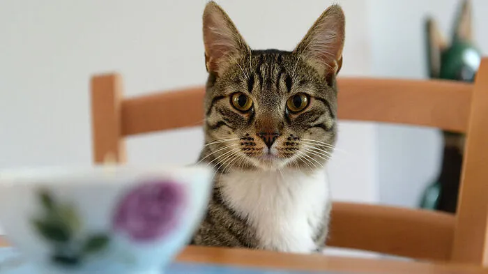 Der 19-Jährige war nur zum Katzenfüttern in der Wohnung