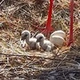 Storchenküken im Nest